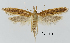  (Holcopogoninae - TLMF Lep 28825)  @15 [ ] CreativeCommons - Attribution Non-Commercial Share-Alike (2021) Friedmar Graf Tiroler Landesmuseum