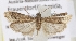  (Euzopherodes charlottae - TLMF_Lep_32433)  @11 [ ] CreativeCommons - Attribution Non-Commercial Share-Alike (2023) Peter Buchner Tiroler Landesmuseum