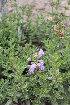  (Dracocephalum diversifolium - UNKAR7691)  @11 [ ] CreativeCommons - Attribution Non-Commercial (2014) Unspecified Karlsruhe Institute of Technology, Botanical Garden