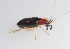  (Trigonidiidae - SWRC-Ae_173)  @15 [ ] Copyright (2011) David H. Funk Stroud Water Research Center