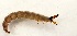  (Rhyacophila betteni gr - SSI-Yuba-44349-F4)  @11 [ ] Unspecified (default): All Rights Reserved  Unspecified Unspecified