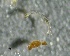  (Thienemanniella fusca - SSI-Yuba-44350-B1)  @11 [ ] by-nc-sa (2024) Unspecified Sierra Streams Institute