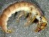 (Rhyacophila rotunda - SSI-Carson-49446-D4)  @11 [ ] by-nc-sa (2024) Unspecified Sierra Streams Institute
