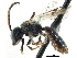  (Lasioglossum katherineae - 06735G03-MA)  @15 [ ] CreativeCommons - Attribution (2015) CBG Photography Group Centre for Biodiversity Genomics