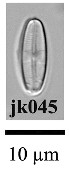  (Psammothidium grischunum - JK045)  @11 [ ] Unspecified (default): All Rights Reserved  Unspecified Unspecified