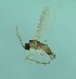  (Corynoptera cf. parvula - bf-sci-01486)  @11 [ ] CreativeCommons - Attribution Non-Commercial Share-Alike (2015) Kjell Magne Olsen BioFokus