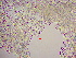  (Achnanthaceae - LEV148)  @11 [ ] Copyright (2020) Unspecified Palacky University Olomouc