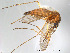  (Aedes annulipes - FiDip117)  @12 [ ] CreativeCommons - Attribution Non-Commercial Share-Alike (2012) NTNU Museum of Natural History and Archaeology NTNU Museum of Natural History and Archaeology