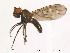  (Scatella tenuicosta - FiDip43)  @13 [ ] CreativeCommons - Attribution Non-Commercial Share-Alike (2012) NTNU Museum of Natural History and Archaeology NTNU Museum of Natural History and Archaeology