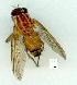  (Dichaetomyia johannas - gvc12294-1L)  @13 [ ] Copyright (2004) Unspecified Unspecified
