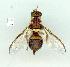  (Bactrocera aquilonis - gvc12812-1L)  @14 [ ] Copyright (2004) Unspecified Unspecified