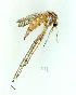  (Aedes vittiger - gvc9753-1L)  @14 [ ] Copyright (2004) Unspecified Unspecified