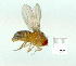  (Drosophila melanogaster - gvc9827-1L)  @13 [ ] Copyright (2004) Unspecified Unspecified