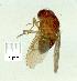  (Drosophila pararubida - gvc16441-1L)  @11 [ ] CreativeCommons - Attribution Non-Commercial (2010) Graeme V. Cocks Unspecified