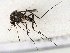  ( - gvc18055-1L)  @13 [ ] CreativeCommons - Attribution (2012) CBG Photography Group Centre for Biodiversity Genomics