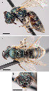  (Lasioglossum abundipunctum - DIAL2386F10-UT)  @12 [ ] CreativeCommons - Attribution Non-Commercial Share-Alike (2010) Jason Gibbs York University