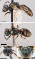  (Lasioglossum achilleae - DIAL2385D04-ON)  @13 [ ] CreativeCommons - Attribution Non-Commercial Share-Alike (2010) Jason Gibbs York University