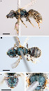  (Lasioglossum admirandum - D01562E09-ON)  @12 [ ] CreativeCommons - Attribution Non-Commercial Share-Alike (2010) Jason Gibbs York University