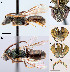  (Lasioglossum viridatum - D01561F12-ON)  @12 [ ] CreativeCommons - Attribution Non-Commercial Share-Alike (2010) Jason Gibbs York University