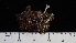  (Cladonia cryptochlorophaea - ABMI.L.1440074)  @11 [ ] CreativeCommons  Attribution Non-Commercial Share-Alike (2022) Diane L. Haughland Alberta Biodiversity Monitoring Institute