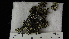  (Xanthoparmelia angustiphylla - ABMI.L.448643)  @11 [ ] CreativeCommons  Attribution Non-Commercial Share-Alike (2022) Diane L. Haughland Alberta Biodiversity Monitoring Institute
