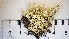  (Cladonia arbuscula beringiana - DLH-2015-88)  @11 [ ] CreativeCommons  Attribution Non-Commercial Share-Alike (2020) Diane L. Haughland Alberta Biodiversity Monitoring Institute