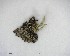  (Cladonia macilenta var. bacillaris - DLH-2017-883)  @11 [ ] CreativeCommons  Attribution Non-Commercial Share-Alike (2020) Diane L. Haughland Unspecified