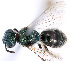  (Lasioglossum cf. strigosigena - BL_JG_#022)  @11 [ ] No Rights Reserved (2022) Unspecified University of Manitoba, Wallis Roughley Museum of Entomology