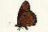  (Limenitis archippus obsoleta - DMTRN-0170)  @13 [ ] CreativeCommons - Attribution (2009) Unspecified Centre for Biodiversity Genomics