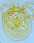  ( - CCDB-3867-H08)  @11 [ ] CreativeCommons - Attribution Share-Alike (2021) Unspecified Department of Biology, Faculty of Sciences and Mathematics, Podgorica