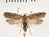  (Agonopterix agyrella - NMPC-LEP-0156)  @11 [ ] CreativeCommons - Attribution Non-Commercial Share-Alike (2018) Jan Sumpich National Museum of Natural History, Prague