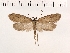 (Exaeretia indubitatella - NMPC-LEP-0150)  @15 [ ] CreativeCommons - Attribution Non-Commercial Share-Alike (2018) Jan Sumpich National Museum of Natural History, Prague
