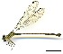  (Archaeopodagrion - WH-EO-182)  @11 [ ] CreativeCommons  Attribution Non-Commercial (by-nc) (2017) William Haber University of Connecticut