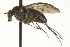  (Tachytrechus nimius - CNC DIPTERA 163478)  @14 [ ] CreativeCommons - Attribution (2012) CNC/CBG Photography Group Centre for Biodiversity Genomics