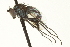  (Tachytrechus sp. SEB4 - CNC DIPTERA 163494)  @11 [ ] CreativeCommons - Attribution (2012) CNC/CBG Photography Group Centre for Biodiversity Genomics