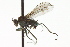  ( - CNC DIPTERA 163095)  @11 [ ] CreativeCommons - Attribution (2012) CNC/CBG Photography Group Centre for Biodiversity Genomics