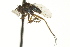  ( - CNC DIPTERA 163160)  @14 [ ] CreativeCommons - Attribution (2012) CNC/CBG Photography Group Centre for Biodiversity Genomics