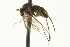  ( - CNC DIPTERA 163184)  @13 [ ] CreativeCommons - Attribution (2012) CNC/CBG Photography Group Centre for Biodiversity Genomics