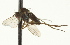  ( - CNC DIPTERA 163189)  @12 [ ] CreativeCommons - Attribution (2012) CNC/CBG Photography Group Centre for Biodiversity Genomics