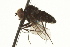  ( - CNC DIPTERA 163196)  @13 [ ] CreativeCommons - Attribution (2012) CNC/CBG Photography Group Centre for Biodiversity Genomics