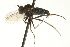  ( - CNC DIPTERA 163456)  @13 [ ] CreativeCommons - Attribution (2012) CNC/CBG Photography Group Centre for Biodiversity Genomics