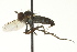  ( - CNC DIPTERA 163461)  @13 [ ] CreativeCommons - Attribution (2012) CNC/CBG Photography Group Centre for Biodiversity Genomics