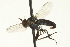  ( - CNC DIPTERA 163464)  @13 [ ] CreativeCommons - Attribution (2012) CNC/CBG Photography Group Centre for Biodiversity Genomics