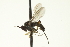  ( - CNC DIPTERA 163466)  @12 [ ] CreativeCommons - Attribution (2012) CNC/CBG Photography Group Centre for Biodiversity Genomics