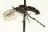  ( - CNC DIPTERA 163467)  @13 [ ] CreativeCommons - Attribution (2012) CNC/CBG Photography Group Centre for Biodiversity Genomics