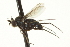  ( - CNC DIPTERA 163648)  @13 [ ] CreativeCommons - Attribution (2012) CNC/CBG Photography Group Centre for Biodiversity Genomics