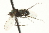  ( - CNC DIPTERA 163652)  @11 [ ] CreativeCommons - Attribution (2012) CNC/CBG Photography Group Centre for Biodiversity Genomics