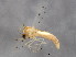  (Dicrotendipes septemmaculatus - BIOUG00785-C06)  @14 [ ] CreativeCommons - Attribution (2011) CBG Photography Group Centre for Biodiversity Genomics