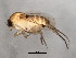  (Megaselia spiracularis - BIOUG00785-F01)  @14 [ ] CreativeCommons - Attribution (2011) CBG Photography Group Centre for Biodiversity Genomics
