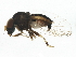  (Ironomyia - BIOUG01910-E12)  @11 [ ] CreativeCommons - Attribution (2012) CBG Photography Group Centre for Biodiversity Genomics